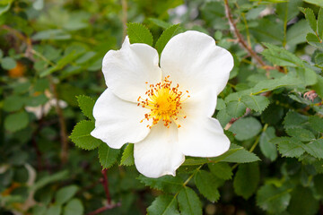 Obraz na płótnie Canvas White rose hip flower on a background of green leaves. Latin name Rósa majális