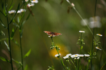 Schmetterling in der Natur mit offenen Flügeln auf einer Blume sitzend