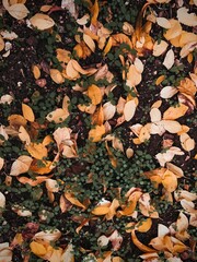 autumn leaves background