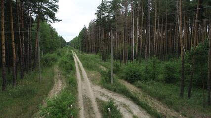 Power lines on concrete pylons in a pine forest