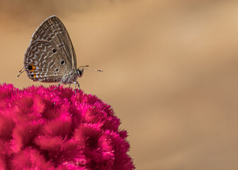 Eastern Tail Blue Butterfly on cockscomb flower