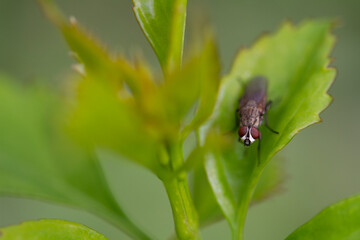 bug on a leaf