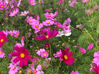 flowers in the garden