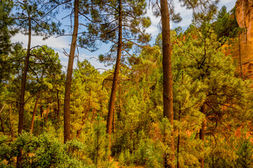 Obraz premium Le Sentier des Ocres de Roussillon