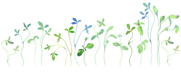 Flax sprouts in watercolor