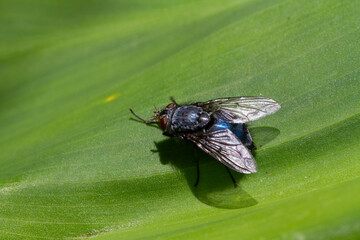 close-up of a fly on leaf