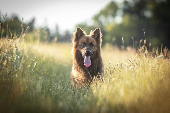 Harzer Fuchs