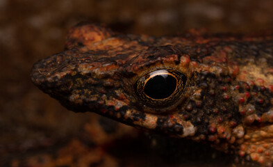 Dendrophryniscus proboscideus