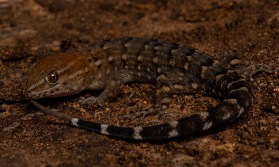 Gymnodactylus geckoides