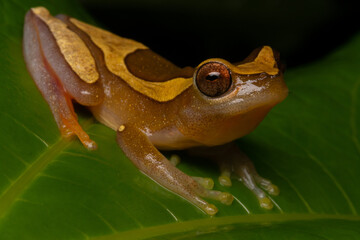 Dendropsophus elegans