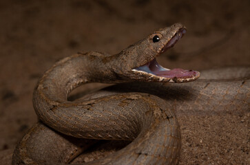 Thamnodynastes phoenix