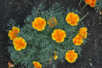 Escholzia californica red and yellow flowers close-up