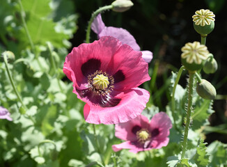 Papaver somniferum