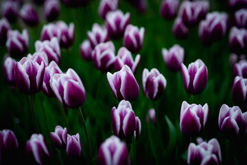 Beautiful blossom tulips field. Colorful flowers