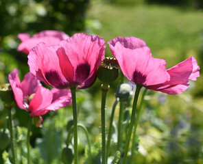 Papaver somniferum