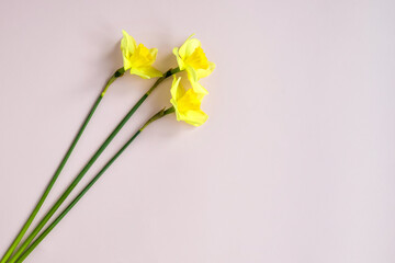 Fototapeta na wymiar Three fresh yellow daffodils on pink background, bouquet of spring flowers. Top view. Close-up. Copy space. Selective focus.