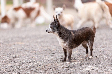 Chihuahua