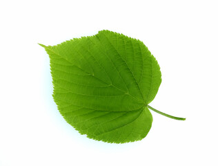 Obraz premium Tilia Cordata, leaf