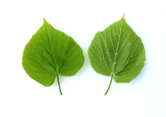 Tilia Cordata, leaf