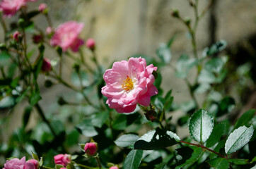 Rose flower on background blurry pink roses flower in the garden of roses.