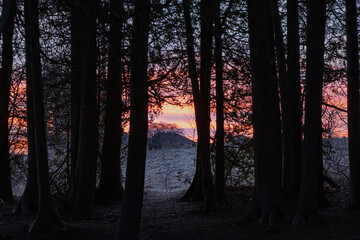 Path through dark forest at Sunset
