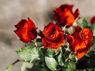 Bukiet, róże © Piotr Gaborek 