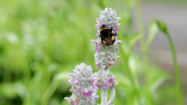 Close up shot of bumblebee or Humble-bee Flying on Verbascum thapsus. Bumblebee on a flower, macro. Insects works in the summer garden. Bee on lavender flower. Slow motion. 4k
