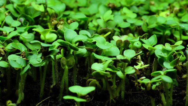 Rapid growth of young green plants close-up, timelapse
