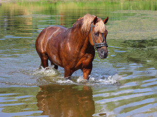 Naklejka premium horse in the water, Beautiful horse stallion swims in lake on hot day,