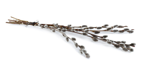 Beautiful blooming pussy willow branches on white background