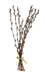 Beautiful blooming pussy willow branches on white background
