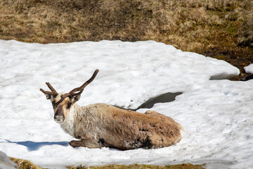 Reindeer buck cools off on a snow spot on Seterfjellet,Helgeland,Nordland county,scandinavia,Europe