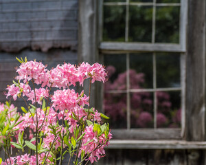 Pink azalea bush next to an old rundown window in rural Pennsylvania