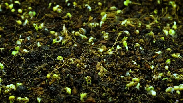Rapid growth of seeds from the ground, close-up, timelapse