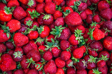 Freshly picked large strawberries. Growing berries in the garden, harvesting.