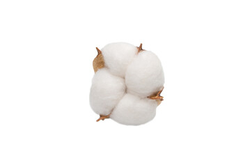Cotton flower branch isolated on white background.