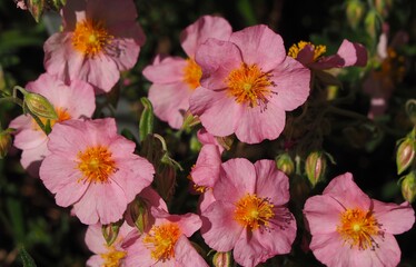 Lawrenson's pink flowers