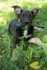 black and red homeless puppy with a bow