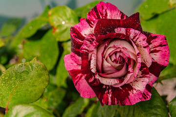 pink and red striped rose - hydrid tea  - obrazy, fototapety, plakaty