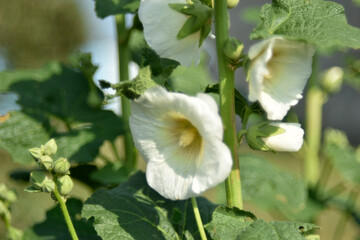 Yellow mallow flowers in the garden in summer