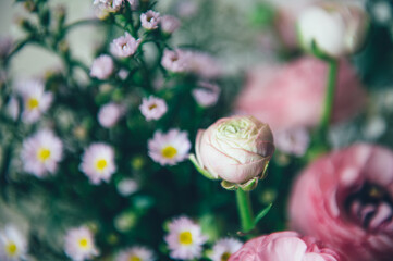 Tender ranunculus flowers