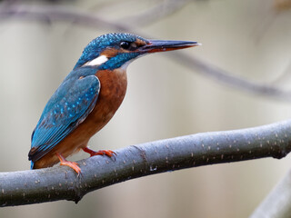 Kingfisher