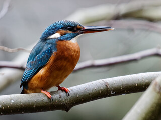 Kingfisher