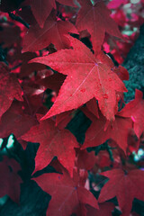 Red maple leaves. Autumn background. Fall red leaves