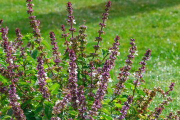 Purple flowers in a dewy meadow, bokeh of water droplets, wet plant in soft focus. Abstract fresh green nature background with copy space for text