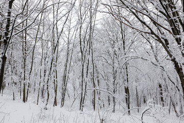 a large number of bare deciduous trees in the winter season