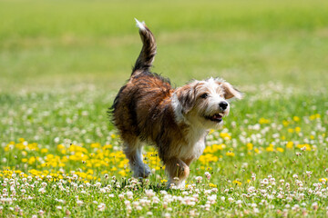 nice mixed breed dog playing on the lawn on a sunny summer day