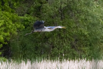 Blue Heron in Flight