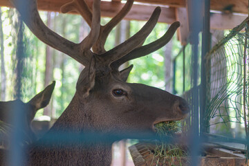 A red deer with large horns eats hay from a feeder