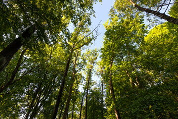 foliage of the trees is illuminated by bright sunlight